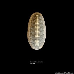 Ischnochiton elongatus 22.7mm