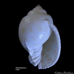 Phalium faurotis 55mm