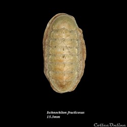 Ischnochiton fructicosus 15.3mm