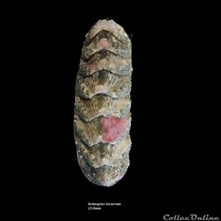 Ischnoplax incurvata 25.8mm