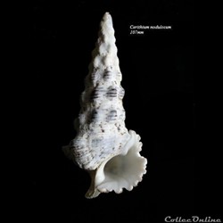 Cerithium nodulosum 107mm
