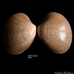 Callista chione 62mm