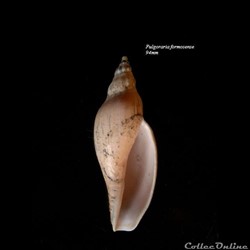 Fulgoraria formosense 94mm