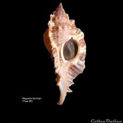 Naquetia barclayi 77mm WO