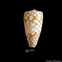 Conus cordigera 46mm