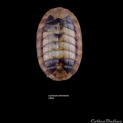 Lepidozona interstincta 18mm