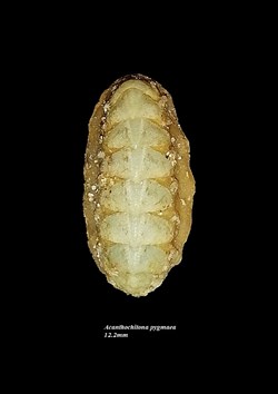 Acanthochitona pygmaea 12.2mm