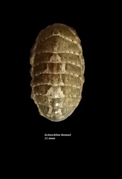 Ischnochiton thomasi 11.4mm