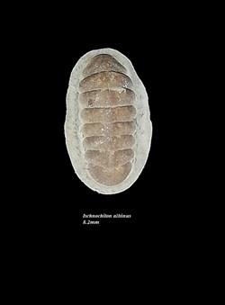 Ischnochiton albinus 8.2mm