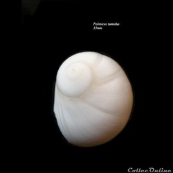 Polinices tumidus 33mm