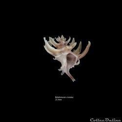 Babelomurex cristatus 23.3mm