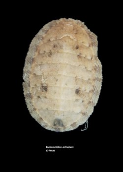 Ischnochiton arbutum 6.4mm