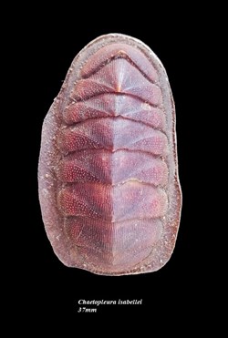 Chaetopleura isabellei 37mm