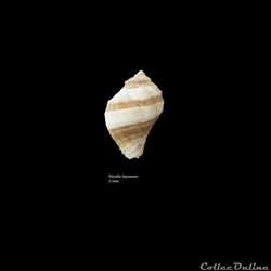 Nucella heyseana 31mm