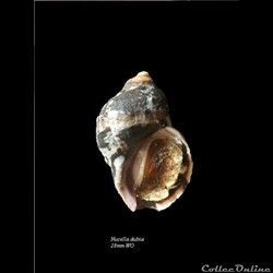 Nucella dubia 28mm WO