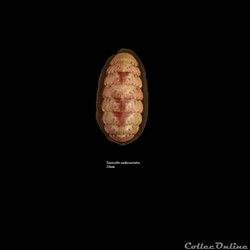 Tonicella undocaerulea 23mm