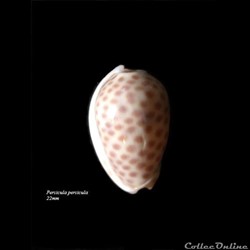 Persicula persicula 20mm