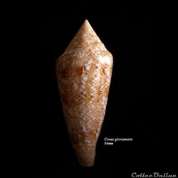 Conus gloriamaris 94mm