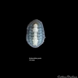 Ischnochiton pusio 10.1mm