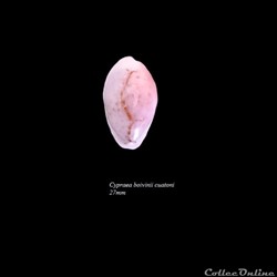 Cypraea boivinii cuatoni 27mm