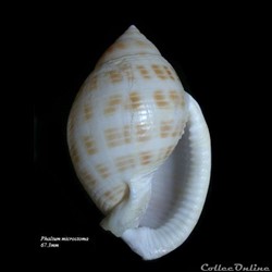 Phalium microstoma 67.3mm