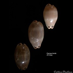 Cypraea lurida 42-53mm