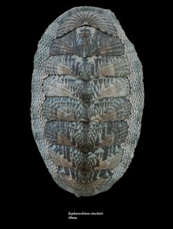 Sypharochiton sinclairi 40mm