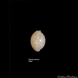 Cypraea mariae 16mm