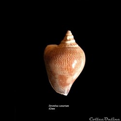 Strombus canarium 62mm