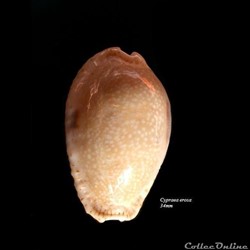 Cypraea erosa 34mm