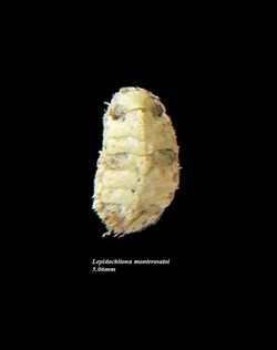 Lepidochitona monterosatoi 10mm