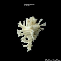 Homalocantha scorpio 44.5mm WO forme blanche