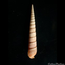 Terebra babylonia 52mm