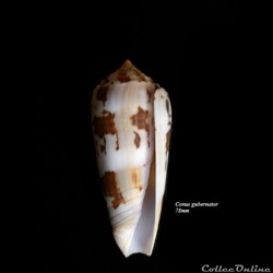 Conus gubernator 78mm