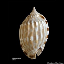 Phalium fimbria 89mm
