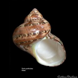 Turbo petholatus 46mm