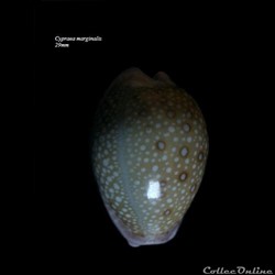 Cypraea marginalis 29mm