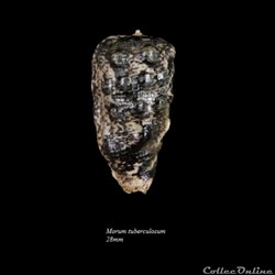 Morum tuberculosum 28mm