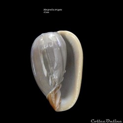 Marginella striata 41mm