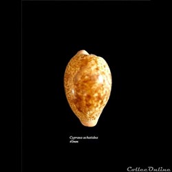 Cypraea achatidea 40mm