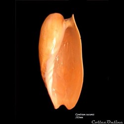 Cymbium cucumis 163mm