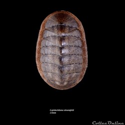 Lepidochitona stroemfelti 13mm