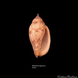 Harpulina lapponica 82mm