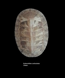 Ischnochiton carinulatus 10mm