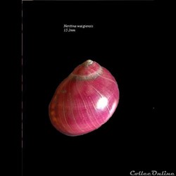 Neritina waigiensis 15.2mm