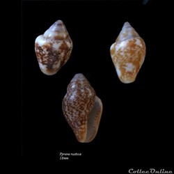 Pyrene rustica 18mm