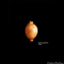 Cypraea globulus 19mm