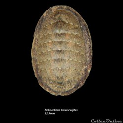 Ischnochiton tenuisculptus 12.3mm