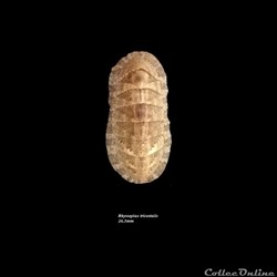 Rhyssoplax tricostalis 26.3mm