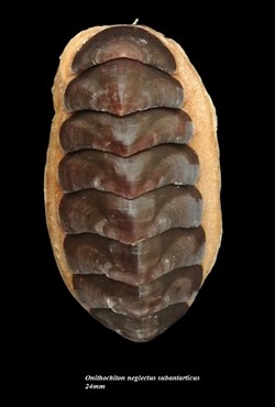 Onithochiton neglectus subantarticus 24mm